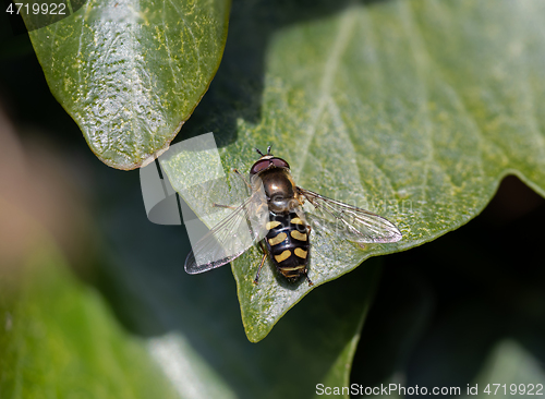 Image of Hoverfly Eupeodes luginer on Ivy Leaf