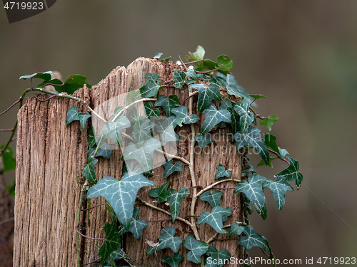 Image of Ivy Growing over Wood Post