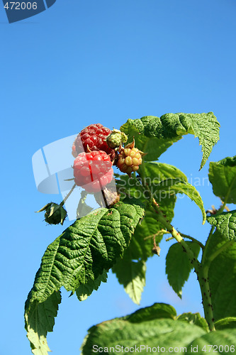 Image of Raspberry