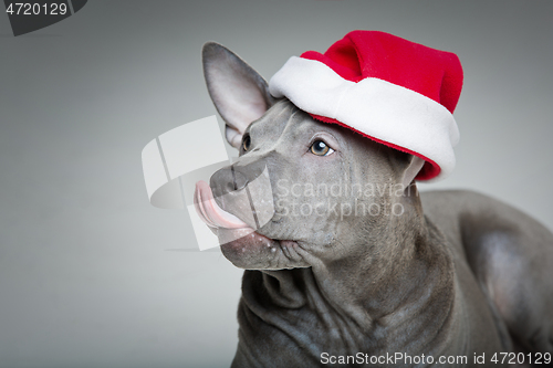 Image of thai ridgeback puppy in xmas hat