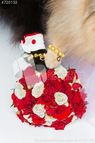 Image of dog wedding couple paws on bouquet