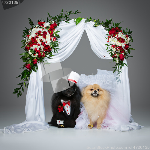 Image of dog wedding couple under flower arch