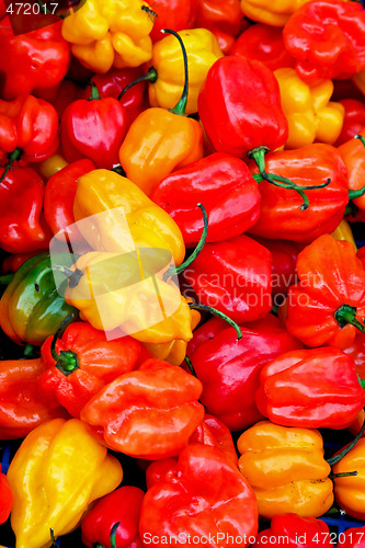 Image of Chilli peppers