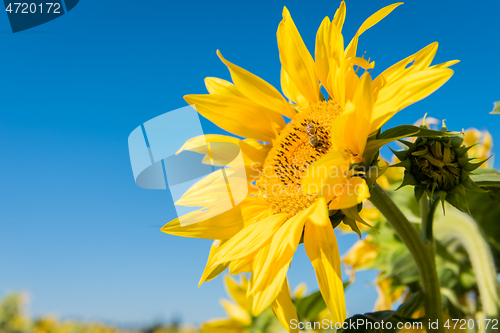 Image of Sunflower against a blue sky with bee