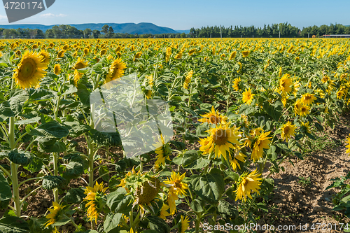 Image of Blooming sunflowers field in France, Europe Union