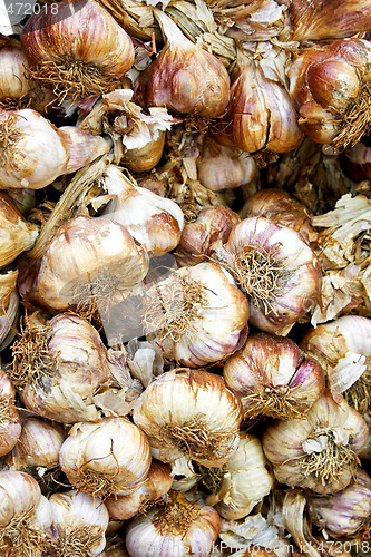 Image of Garlic