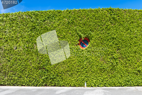 Image of A No Waiting sign on the street hiding in green bush captured during the daytime