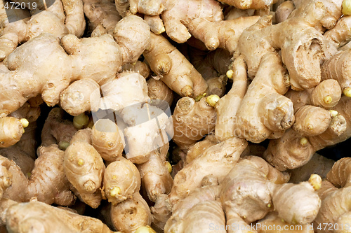 Image of Ginger