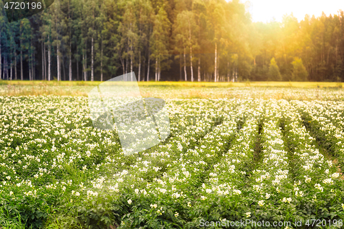 Image of Flowering Potato Field on Summer Morning