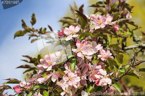 Image of Beautiful Pink Apple Tree Flowers