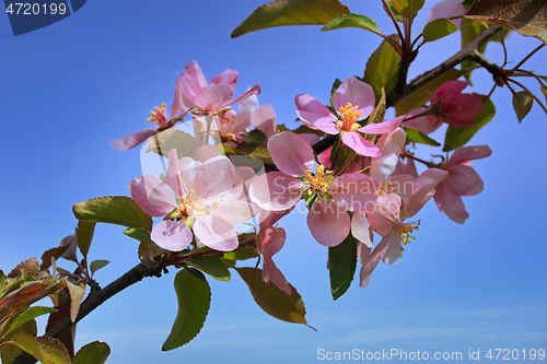 Image of Pink Apple Tree Flowers Close Up