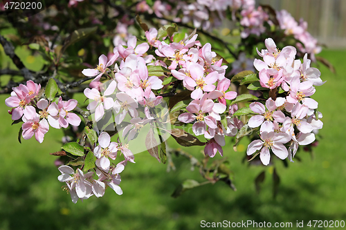 Image of Beautiful Pink Apple Tree Flowers in Garden