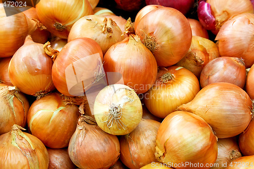 Image of Onion