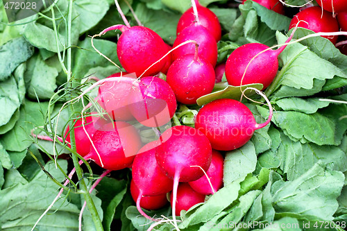 Image of Radish