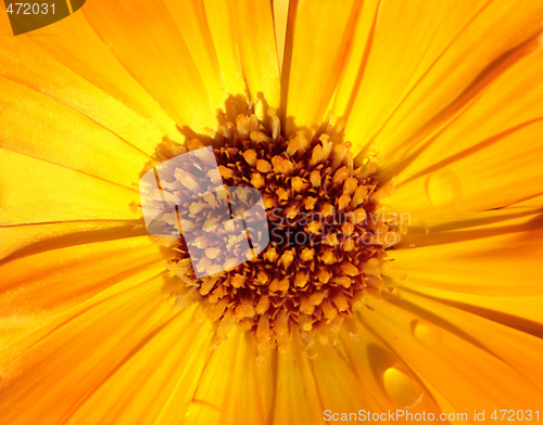 Image of Marigold