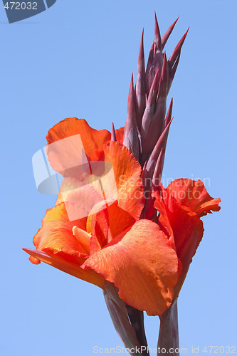 Image of Red Bloom