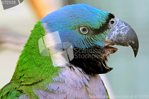 Image of Screaming Parrot