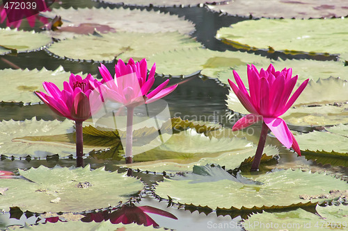 Image of Pink Water Lily