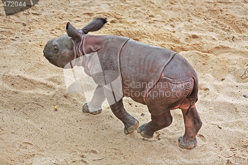 Image of Rhino Baby