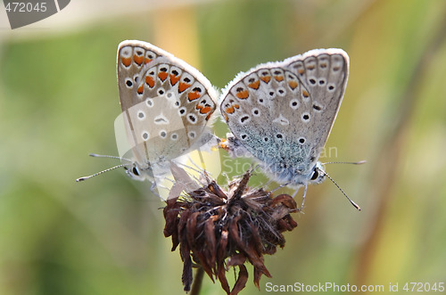 Image of Butterfly Love