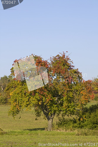 Image of Colorful Tree