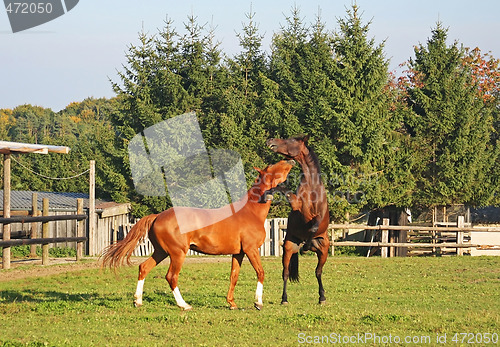 Image of Fighting Horses