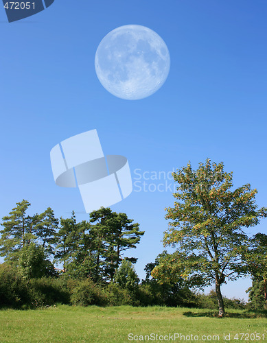 Image of Trees with Moon