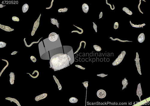 Image of lots of various microorganisms