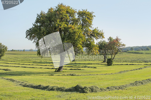 Image of meadow with fruit trees