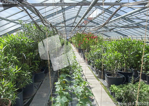 Image of sunny greenhouse scenery