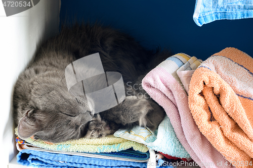 Image of Close-up of a sleeping cat on a shelf with towels