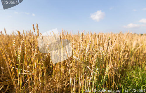 Image of cereal field with ripe wheat spikelets