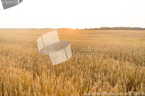 Image of cereal field with ripe wheat spikelets