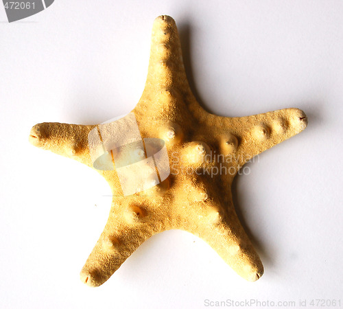 Image of Starfish