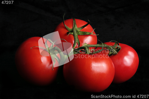 Image of Vine ripened tomatoes