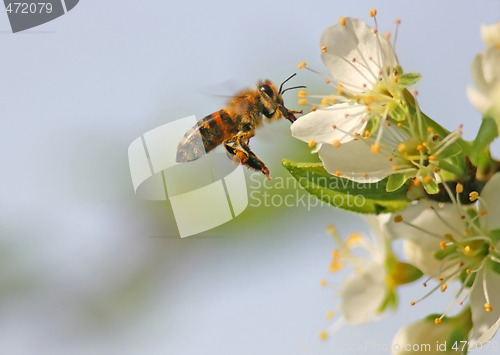 Image of Bee in Flight