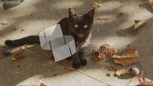 Image of Young cat outdoors closeup footage