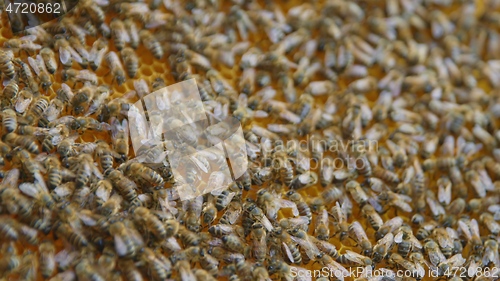 Image of Honey bees on a hive cluster