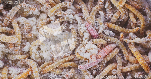 Image of Abundance of worms as background texture closeup footage