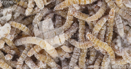 Image of Abundance of worms as background texture closeup footage