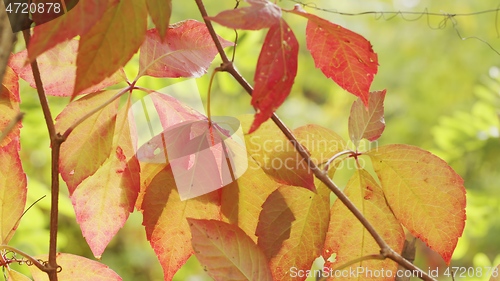 Image of Autumnal leaves blown by the wind closeup