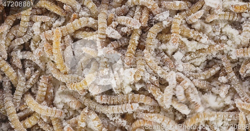 Image of Abundance of worms as background texture closeup footage