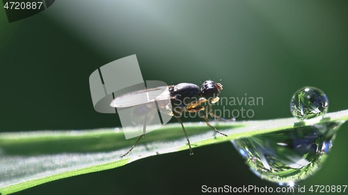 Image of Small fly on grass blade macro footage