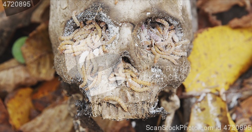 Image of Maggots crawling on dead skull closeup footage