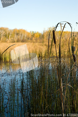 Image of Bullrushes