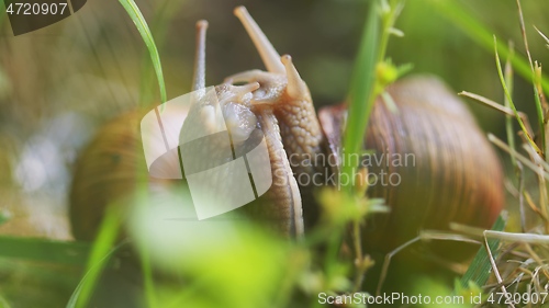 Image of Snail on ground level macro photo