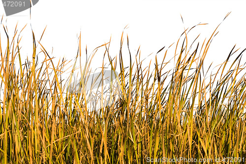 Image of Isolated Grass