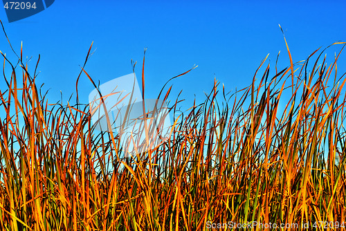 Image of Reeds