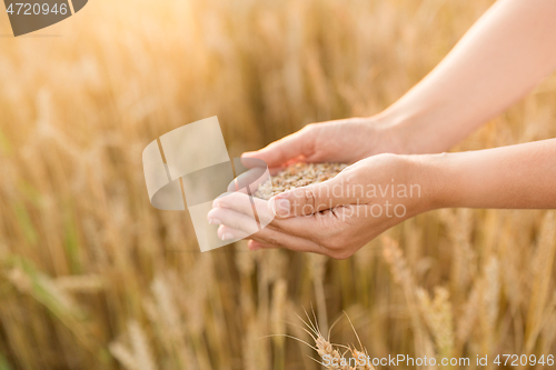 Image of hands holding ripe wheat grain on cereal field