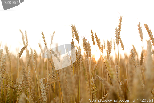 Image of cereal field with ripe wheat spikelets